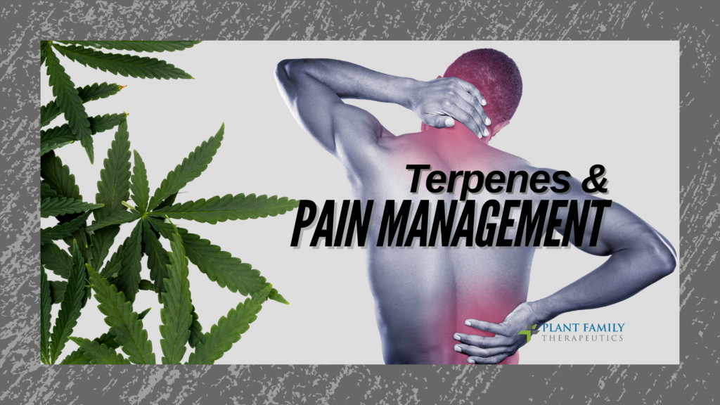 The Role of Cannabinoid Terpenes in Pain Management: Insights from Recent Research