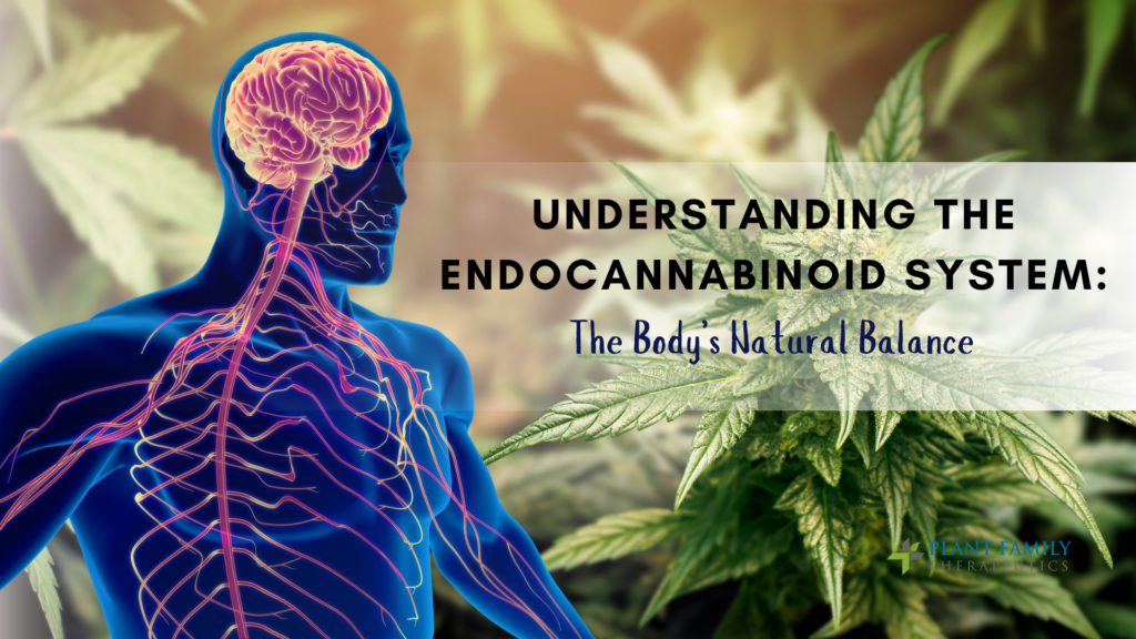 Understanding the Endocannabinoid System: The Body’s Natural Balance